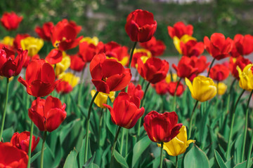 Many beautiful red and yellow tulips in a city park on a bright sunny day. Traditional flowers for the holiday on May 9 in Russia.