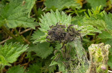 Nest of live Small Tortoiseshell (Aglais urticae) caterpillars on their foodstuff of Common Nettle (Urtica dioica). With typical gossamer protective structure. Natural black defaecation spots. UK.
