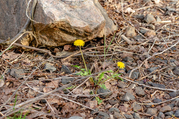 Yellow dandelion flowers. Close up.
