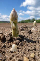 Spargelfeld mit herausgewachsenem fränkischen Spargel