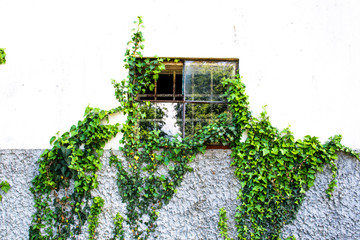 window with ivy