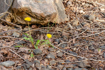 Yellow dandelion flowers. Close up.