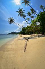 tropical beach with palm trees