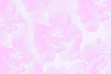 Floral carnation flowers pattern. Light pink background