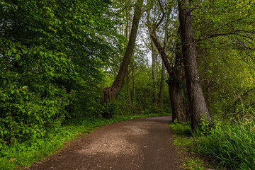 Naklejka premium Path in the forest at the Rusalka Lake in Poznan (Posen), Poland. A beautiful natural landscape.
