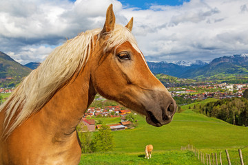 Allgäu - Haflinger - Pferd - Panorama - Alpen
