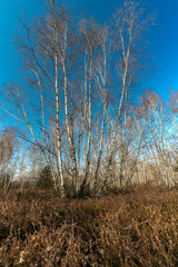 Obraz na płótnie Canvas Birches in a winter landscape