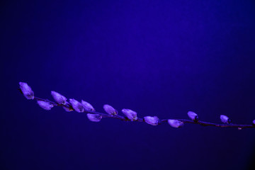 Pussy Willow in Blue Light