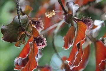 Purple common beech tree spring branches buds