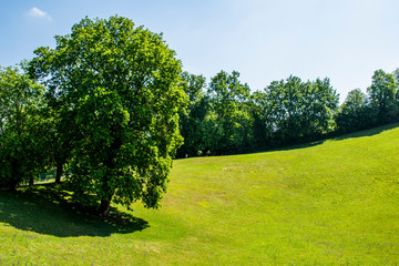 green lawn with trees
