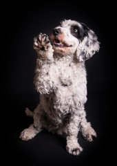 cockapoo