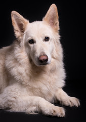 portrait of a german shepherd