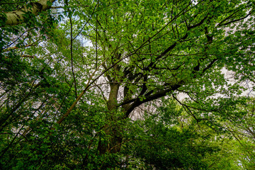 Green forest with many branches and leaves. The natural environment in park during the springtime.