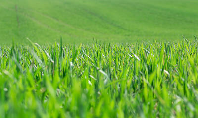 Beautiful green wheat fields in Ukraine. Green wheat sprouts in a field, close-up.