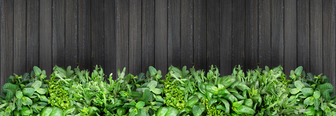 banner. Fresh fragrant green mix herbs on a dark wooden background. basil, cilantro, peppermint, spinach, salad, arugula. copy space, flat lay