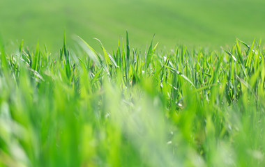 Beautiful green wheat fields in Ukraine. Green wheat sprouts in a field, close-up.