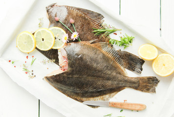 Scholle Maischolle Fisch Plattfisch Mai