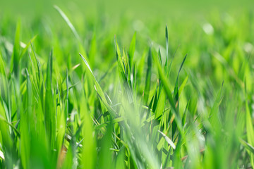 Beautiful green wheat fields in Ukraine. Green wheat sprouts in a field, close-up.