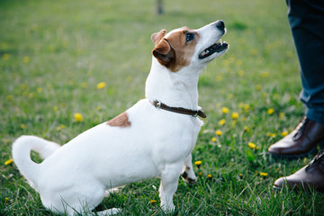 Jack Russell Terrier siting on grass and waiting for master