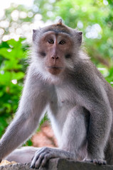 Balinese long-tailed monkey Macaca fascicularis at Sacred Monkey Forest Sanctuary Ubud Bali Indonesia