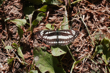 A black and white butterfly stays on a green leaf in a forest.