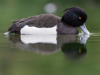 Reiherenten Männchen taucht mit Wassertropfen am Schnabel und auf dem Rücken