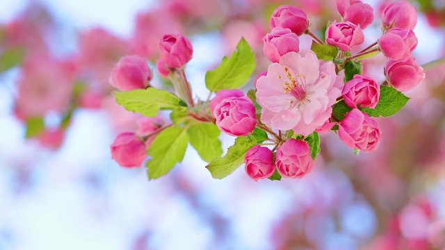 Pink flowers on tree branches in spring against sunny blue sky, spring blossom background, 4k
