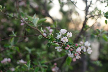 Blooming apple tree with white pink flowers on the branch closeup