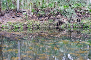 Hillsborough river at Tampa, Florida	