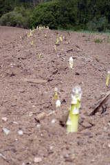 Spargelfeld mit herausgewachsenem fränkischen Spargel