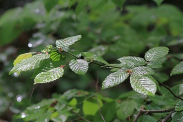 A branch of a tree with green leaves after the rain