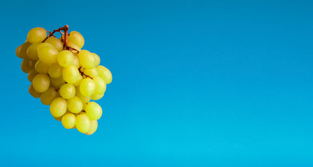 Green juicy ripe grapes on blue background