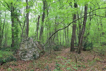 Spring forest on Golden Sands in the vicinity of Varna (Bulgaria)