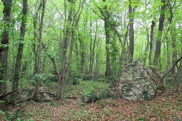 Obraz premium Spring forest on Golden Sands in the vicinity of Varna (Bulgaria)