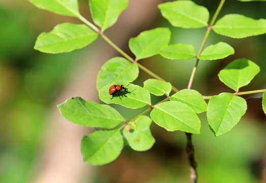 Apoderus coryli beetle on green leaves in the forest