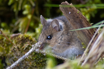 Smaller forest mice grass in woods
