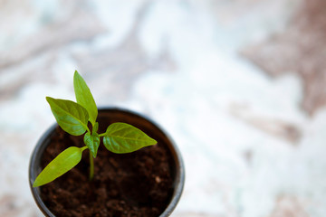 young sprout in a plastic pot on the table, top view, copy space