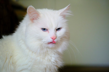 White Turkish angora with blue eyes color