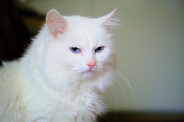 White Turkish angora with blue eyes color