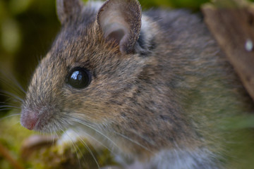 Smaller forest mice grass in woods