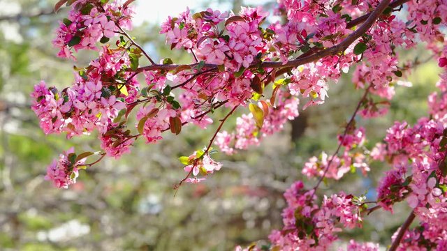 flowers on tree branches in sunny day spring blossom, close-up on branches with sunlight, 4k
