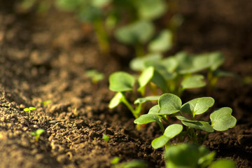 Young radish sprouts are growing from the soil with sunlight.