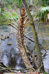 Hillsborough river at Tampa, Florida	