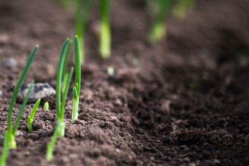 Young onion sprouts are growing from the soil with sunlight.