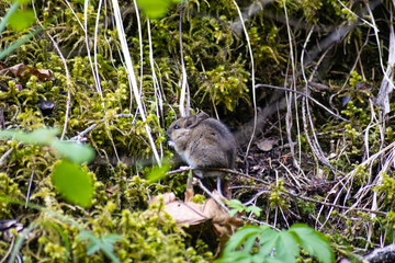 Smaller forest mice grass in woods