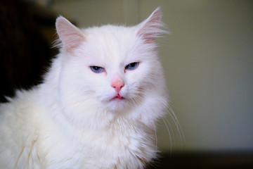 White Turkish angora with blue eyes color