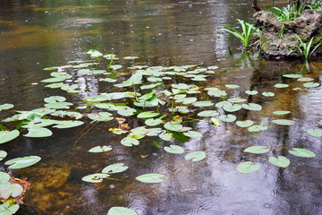 Hillsborough river at Tampa, Florida
