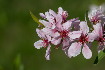 Branch with pink flowers in a city park. Photo of spring and summer nature on a warm sunny day.