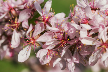 Branch with pink flowers in a city park. Photo of spring and summer nature on a warm sunny day.