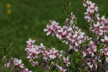 Branch with pink flowers in a city park. Photo of spring and summer nature on a warm sunny day.